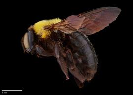 Xylocopa appendiculata female lateral, photo: Brooke Bagot 
